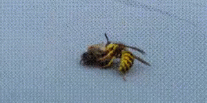 Bee Wasp GIF - Bee Wasp Fight GIFs