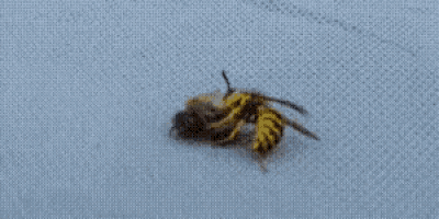two wasps are sitting on a piece of fabric .