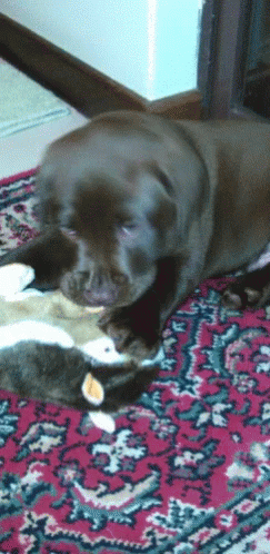 Puppy Play GIF - Puppy Play Dogs GIFs