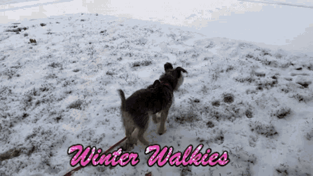 Dog Walk GIF - Dog Walk Winter Walkies GIFs