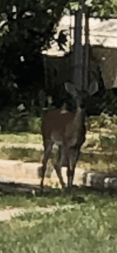 a deer is standing in the grass near a road