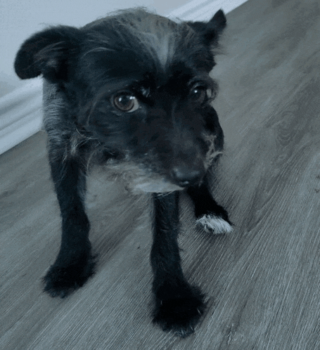a small black dog with a white paw is standing on a wooden floor