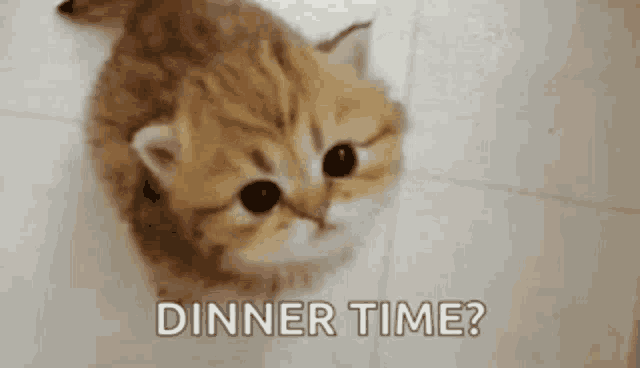 a kitten is sitting on a tiled floor looking up at the camera .