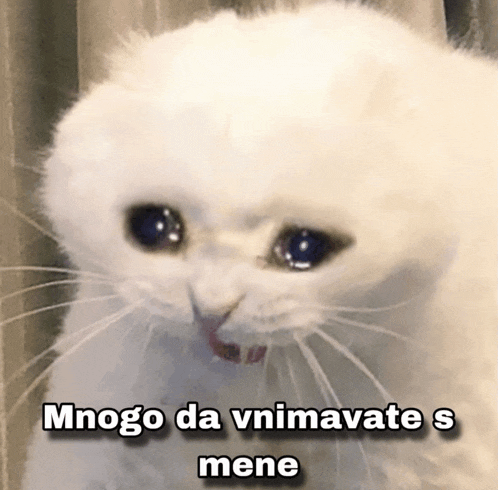 a picture of a white cat with a caption that says " mnogo da vnimavate s mene "