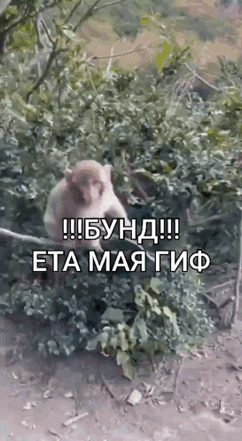 a monkey is sitting on a tree branch in a forest with a caption in russian .