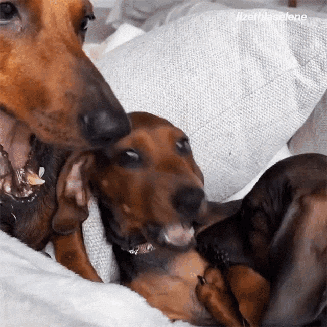 two dachshunds are laying on a pillow and one is licking the other 's nose