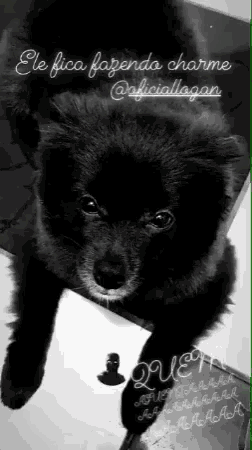 a black dog with the words ele fica fazenda charme written on it