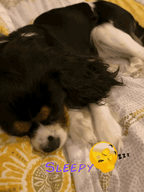 a black and white dog laying on a bed with the words sleepy written on the bottom
