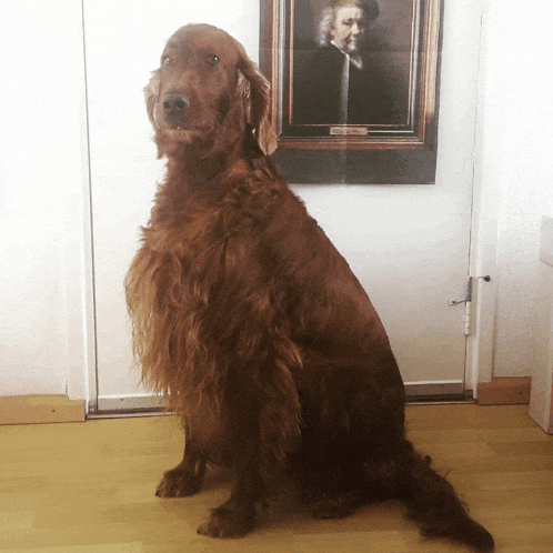 a dog is sitting in front of a painting of a man named rembrandt