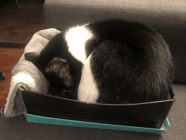 a black and white cat is sleeping in a black box