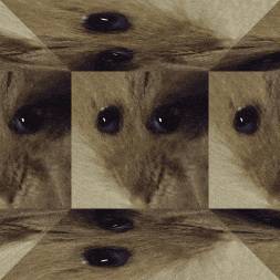 a close up of a hamster 's face is shown in a kaleidoscope pattern