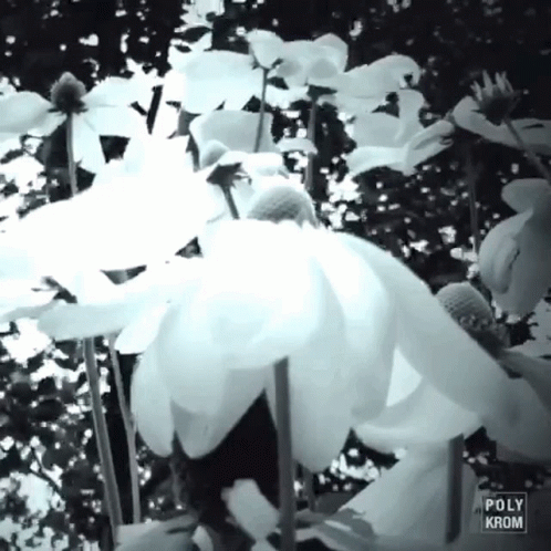 Flower C Lose Up GIF - Flower C Lose Up GIFs