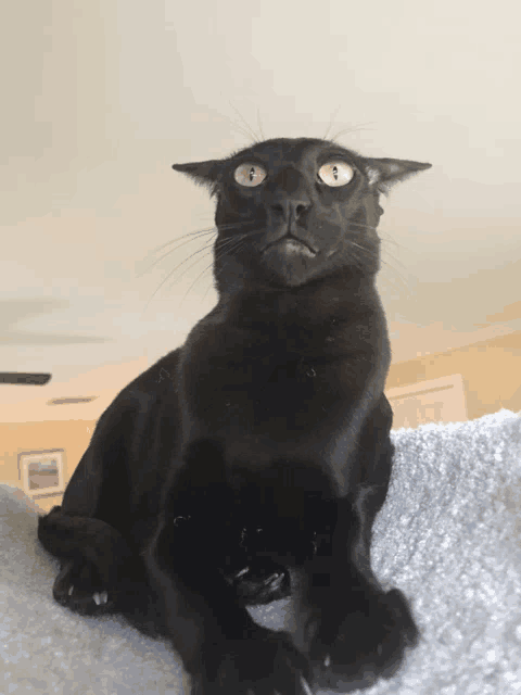 a black cat laying on a white blanket looking up