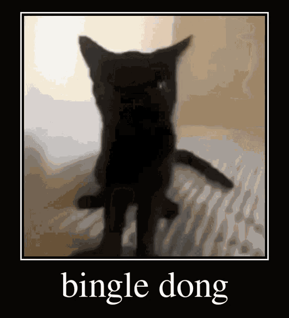 Bingle Dong Bingle GIF - Bingle Dong Bingle Dong GIFs