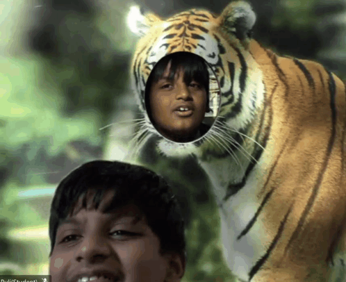 Tiger Aryan Puli Oak GIF