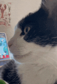 a black and white cat is looking at a cellphone