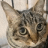 a close up of a cat 's face in a cage .