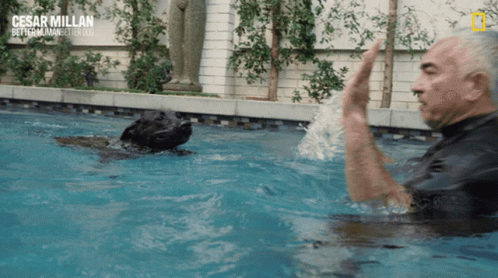Swimming Dog Cesar Millan GIF - Swimming Dog Cesar Millan Cesar Millan Better Human Better Dog GIFs