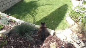 When A Guy Tries To Come Dancing Up Behind Me GIF - Cats Sneak Surprise GIFs