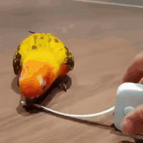 a yellow and orange parrot is walking on a cord