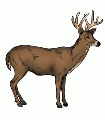 Elf Deer GIF - Elf Deer Hunting GIFs