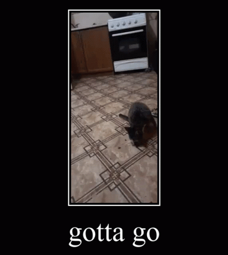 Gotta Go Cat GIF - Gotta Go Cat Gif GIFs