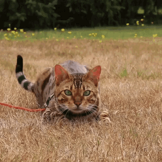 Gilbert Missenell Bengal Cat GIF - Gilbert Missenell Bengal Cat Wiggle GIFs