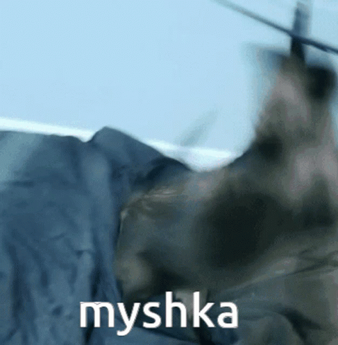 Myshka Cat GIF - Myshka Cat Kitty GIFs