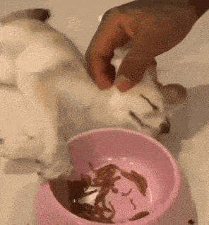 a person is feeding a dog from a bowl of food .