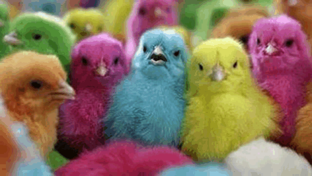 a bunch of colorful chickens are sitting next to each other in a row .