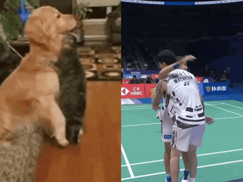 a dog standing next to a cat and a man on a badminton court