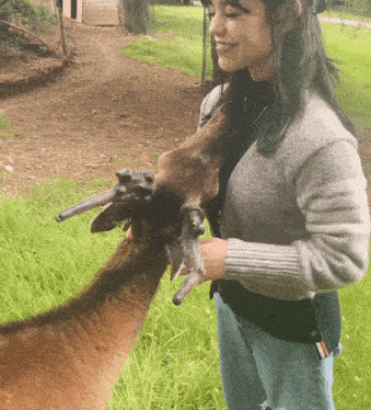 a woman in a gray sweater is petting a brown animal