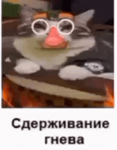 a cat wearing glasses and a clown nose is sitting on a table .