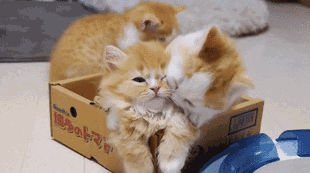 Kitten Hug Abraço GIF - Kitten Hug Abraço Beijinhos GIFs