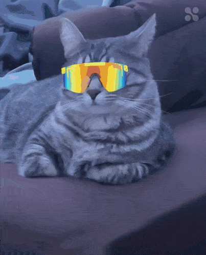 a cat wearing a pair of sunglasses laying on a bed