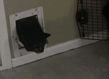 This Is Actually Impressive GIF - Fatcatdoor Funny Cats GIFs