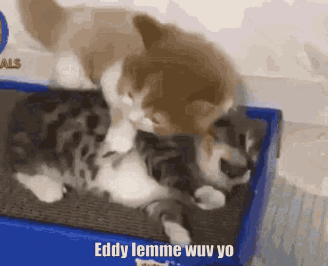 two kittens are playing with each other on a blue box with the words eddy lemme wuv yo on the bottom .