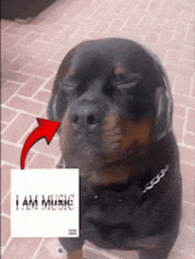 a dog wearing headphones is next to a speech bubble that says i am music
