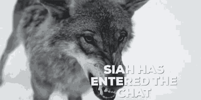 a black and white photo of a coyote with the words " siah has entered the chat " below it