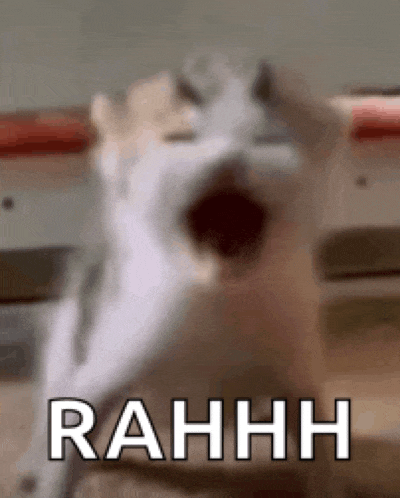 a close up of a cat with its mouth open and the word rahhh written next to it .