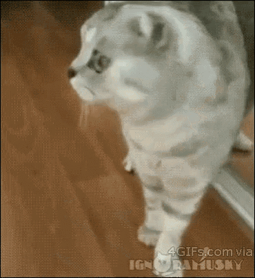 Cat Shocked GIF - Cat Shocked Mirror GIFs