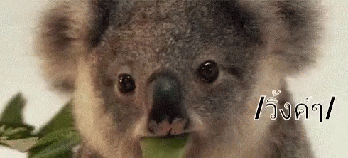 วิ้งค์ ขยิบตา โคอาล่า GIF - Wink Winking Koala GIFs
