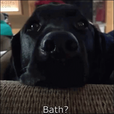 Bath Dog GIF - Bath Dog GIFs
