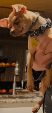 a person is holding a dog with a name tag that says ' amanda '