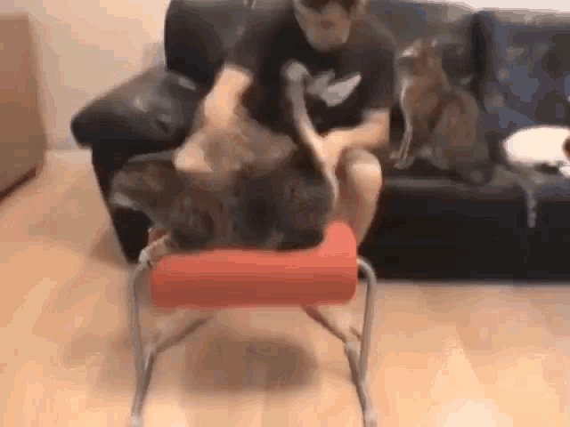 a man is sitting on a red chair with two cats on it .