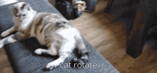 Cat Rotate GIF - Cat Rotate Funny Cats GIFs