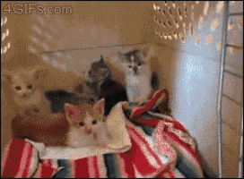 a bunch of kittens are sitting on a blanket with a 4gifs.com watermark on the bottom