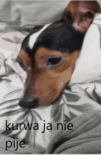 a brown and white dog is laying on a bed with the words kurwa ja nie pije written below it