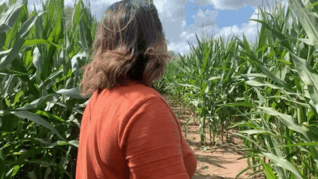 a woman in an orange shirt is walking through a corn maze .
