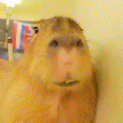 Capycute Capybara GIF - Capycute Capybara Cute GIFs